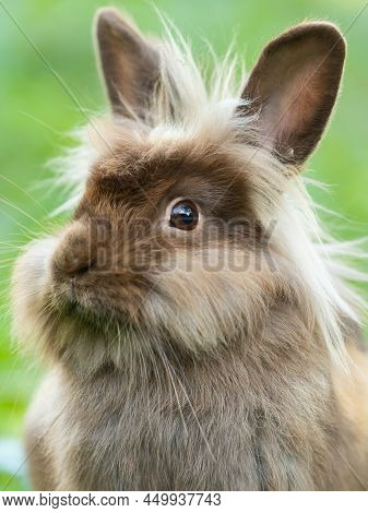 A Brown Cute Dwarf Rabbit (lions Head) Resting In The Grass