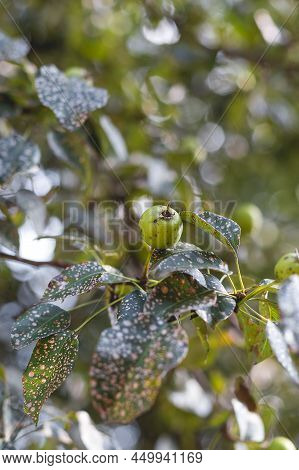Wild Pear With Infected Leaves. Disease On The Leaves Of A Pear. Septoria Pear - Small Gray Spots Wi
