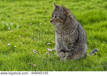A Brown Cat Sitting In Profile In The Green Garden