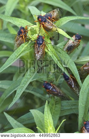 Pharaoh Cicada (magicicada Septendecim). Called 17-year Locust Also.