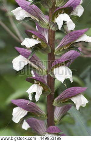 Bear's Breeches (acanthus Mollis). Called Sea Dock, Bear's Foot Plant, See Holly, Gator Plant And Oy