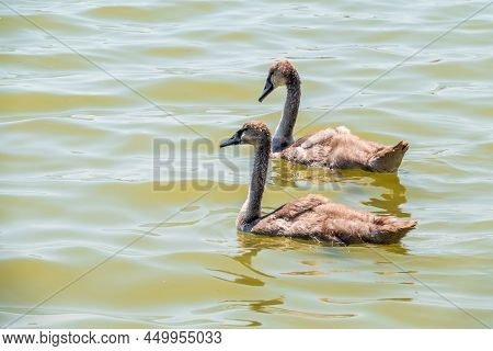 Beautiful Baby Cygnet Mute Swan Fluffy Grey And White Chicks. Springtime New Born Wild Swans Birds I