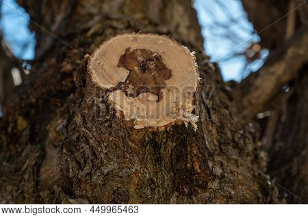 Close-up Of A Crosscut Of A Branch With A Drop Of Tree Sap. Spring Sap In Trees And Plants.