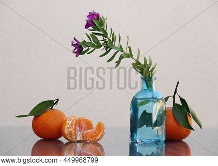Still Life With Flowering Myrtle-leaf Milkwort Branch In The Small Bottle And Juicy Tangerines With 