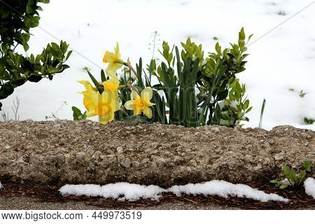 Bunch Of Narcissus Or Daffodil Or Daffadowndilly Bright Yellow Blooming Flowers With Dark Green Elon