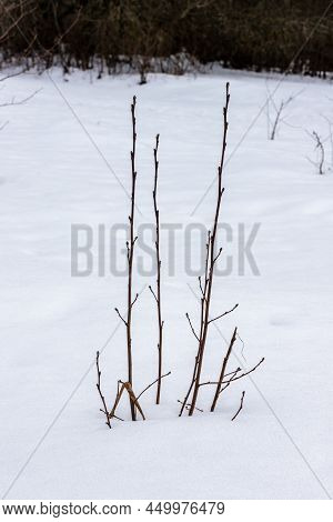 Winter Branches At Snow And Forest Background. Vertical Photo Of Leafless Bush During Frosty Grey Su