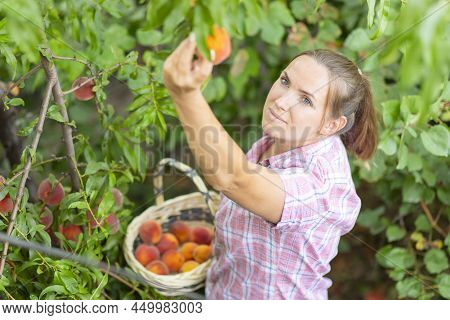Harvesting Peaches. Woman Farmer Picks Ripe Peaches Ripe Peaches From Tree Into Basket In The Garden