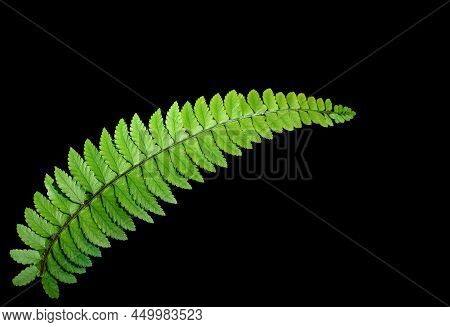 Ptilopteris Triptera (kunze) Hayata. Plants Evergreen, Common Himalyan Fern