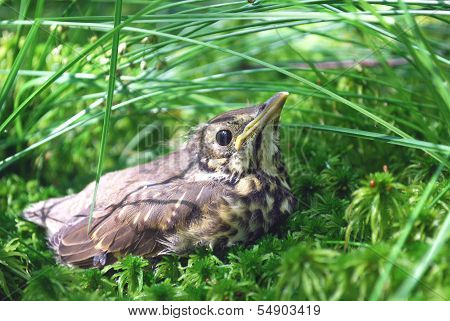 Nestling fledgling