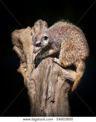 Suricata Suricatta