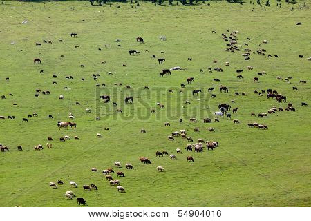Large group of farm animals in the field