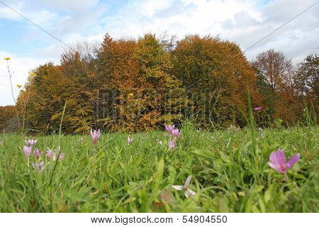 Crocus Field