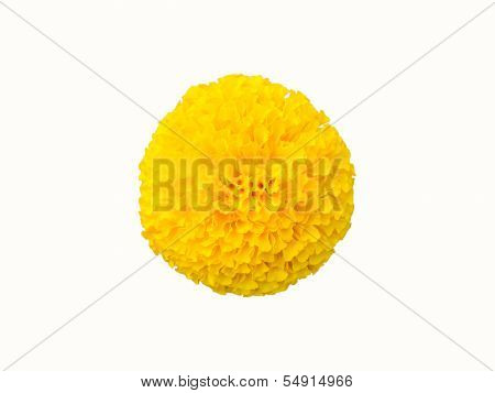 Marigold