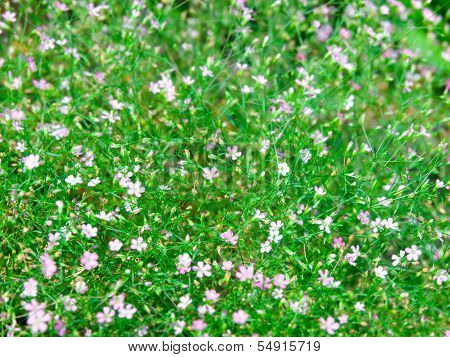 Baby's Breath