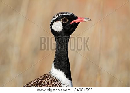 Male white-quilled Bustard (Afrotis afraoides), Kalahari desert, South Africa 