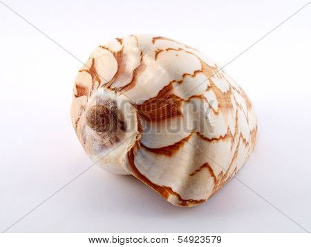 Cockleshell