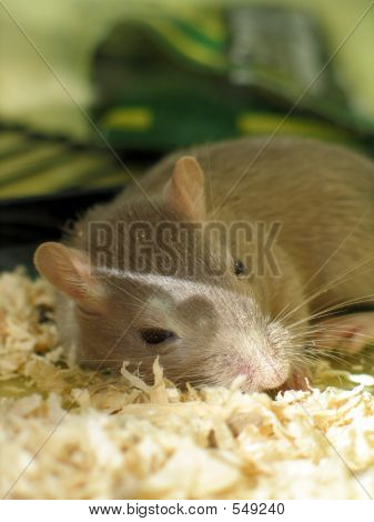 Animal de estimação Gerbil dormindo