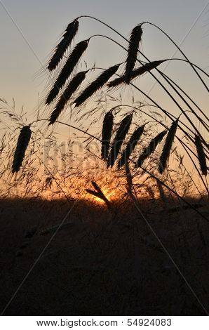 Grain on a field