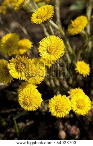 Coltsfoot