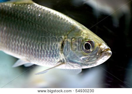 Atlantic Tarpon Fish In Aquarium.