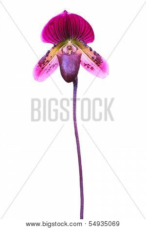Lady's Slipper Orchid. Paphiopedilum Callosum Isolated On White Background For Multipurpose