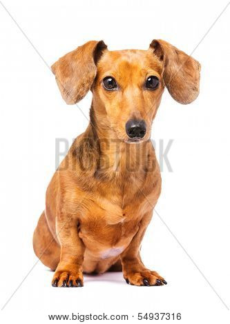 Dachshund dog 