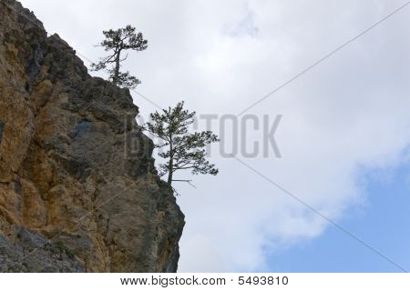 Træer på Rock