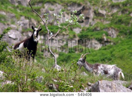 Bergsgetter