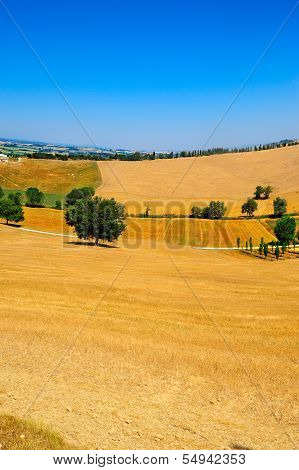 Fields