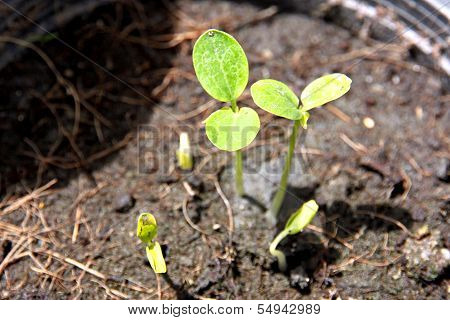 Many Papaya Seedling Growing In The Jardiniere.