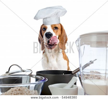 Beagle In Kitchen