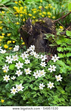 Wood Anemone En Lesser Celandine Flowers In Spring