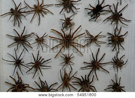 Wall of Tarantulas in Monteverde Rainforest Museum