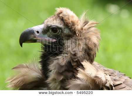 Cinereous Vulture