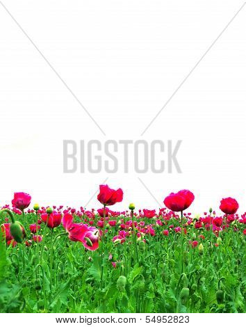 field of poppys