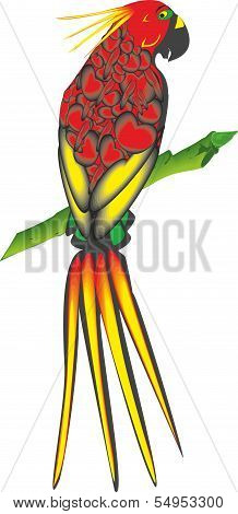Bright parrot