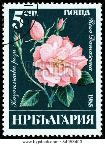 Vintage  Postage Stamp. Rosa  Damascena.