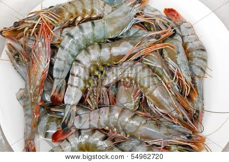 Shrimp