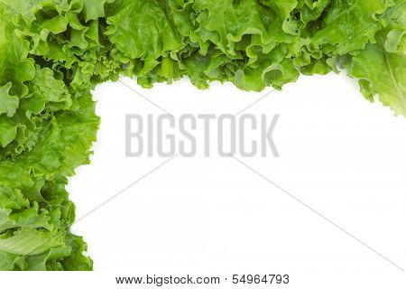 Close up of lettuce in semi-flame shape, isolated. Concept of healthy lifestyle and dieting