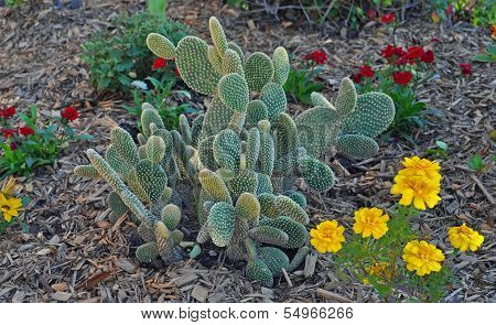 Cactus with Flowers