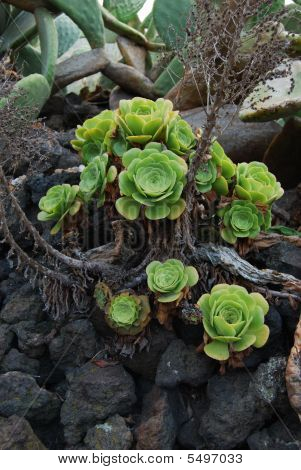 Aeonium Korneliuslemsii