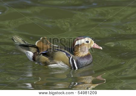 Closeup male mandarin duck on the watter (Aix galericulata)