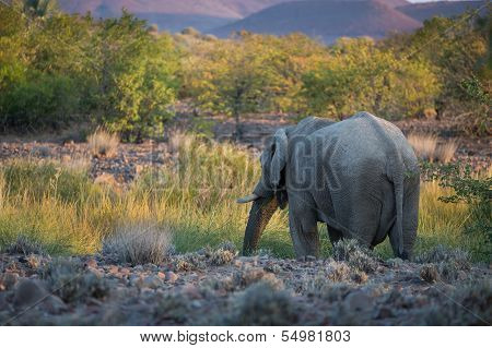 Back of Elephant