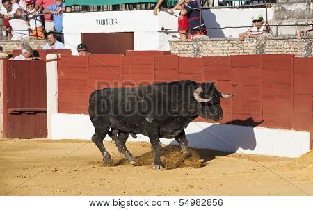 Capture of the figure of a brave bull in a bullfight