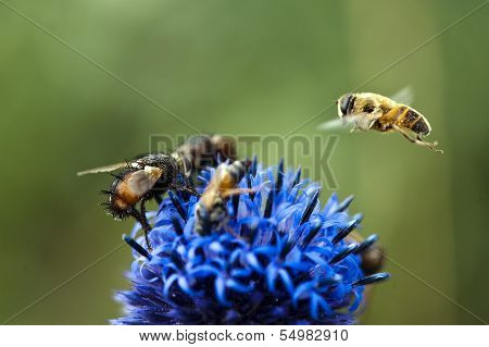 Flowers bee dance