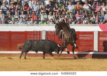Spanish bullfighter on horseback Diego Ventura bullfighting on horseback bull chases the horse ridin