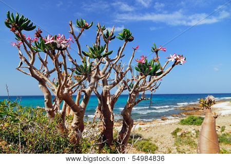 Socotra, Bottle Tree