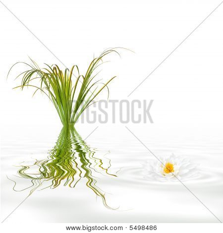 Zen Garden kauneus