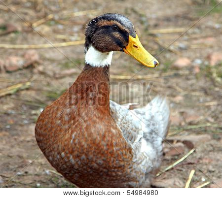 Duck On A Poultry Yard