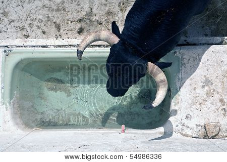 Brave bull drinking waters down in drinking trough in a stable